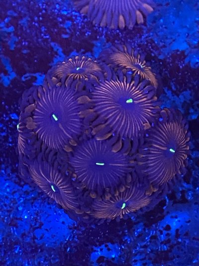 A18ED499-A5A5-465F-9D43-7486DDDC04A5.jpeg A18ED499-A5A5-465F-9D43-7486DDDC04A5.jpeg