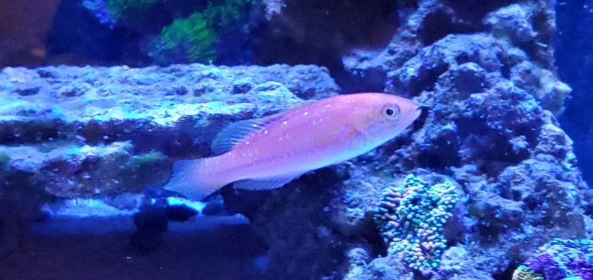 fishsale7.jpg fishsale7.jpg