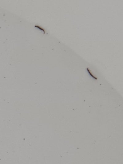 Black worms in RODI water | REEF2REEF Saltwater and Reef Aquarium Forum