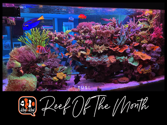 REEF OF THE MONTH - July 2021: TUSI's Amazing SPS Reef Revisited!