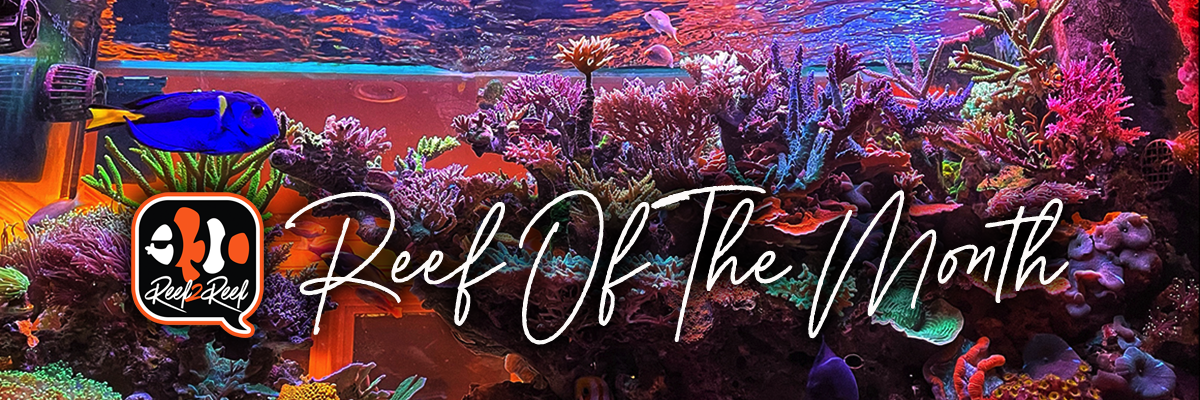 2 Reef of the month header.png