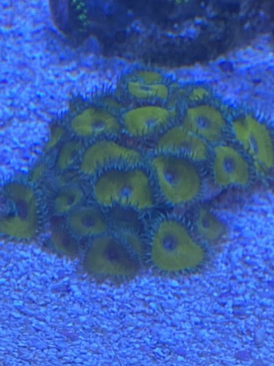 Nuclear Death Mother Colony.jpg Nuclear Death Mother Colony.jpg