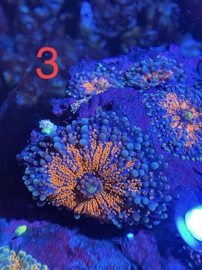 7AAA4F36-FD88-4EBD-B59A-3080D73D84A5.jpeg 7AAA4F36-FD88-4EBD-B59A-3080D73D84A5.jpeg