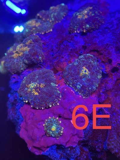FF095BF6-BCC2-4679-831C-0ED08D9AF8A9.jpeg FF095BF6-BCC2-4679-831C-0ED08D9AF8A9.jpeg