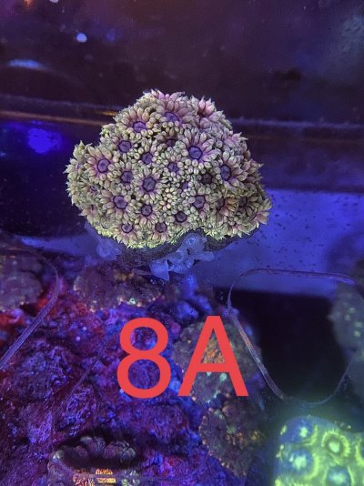 322D5C59-CF6D-4AB1-B87A-2EA6AF1F5EC9.jpeg 322D5C59-CF6D-4AB1-B87A-2EA6AF1F5EC9.jpeg