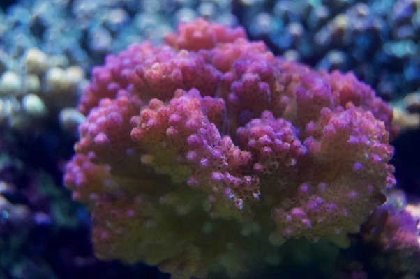 _DSC9662.jpeg