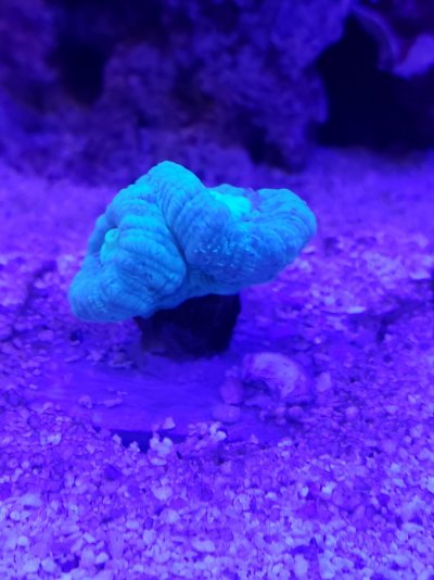 Blue Trumpet Coral.jpg Blue Trumpet Coral.jpg