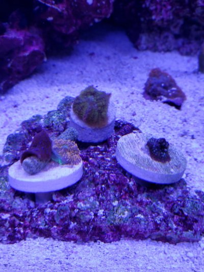 NewMushrooms.jpg NewMushrooms.jpg