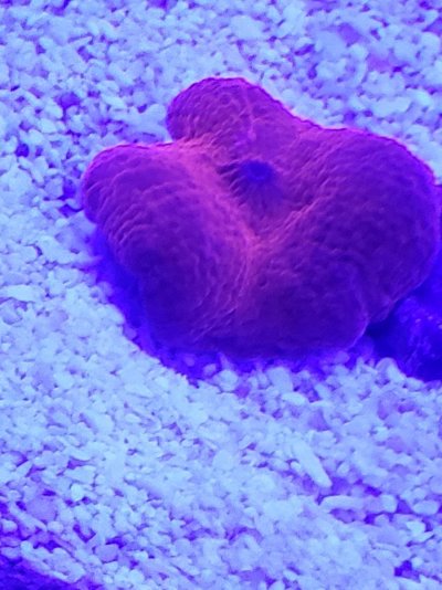 Red Devil Discosoma1.jpg Red Devil Discosoma1.jpg