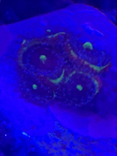 11814713-E544-4589-A91D-74E7A0072C78.jpeg