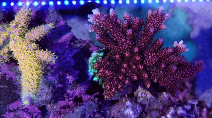 Corals.JPG