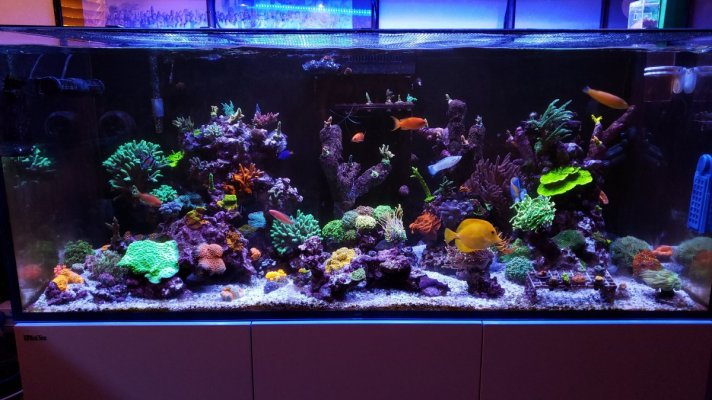 My Reef Tank.jpg