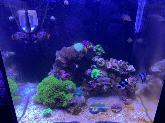 Reef 1.jpg