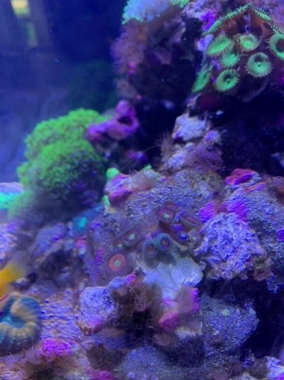Reef 3.jpg