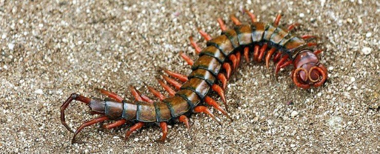 Centipede-in-Hawaii-740x300.jpg