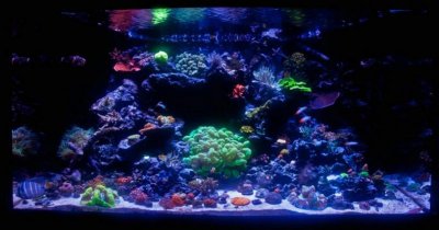 Bubble Coral Tank.jpg