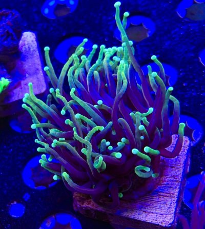 AEF19512-0536-4BEB-BEFD-935E0D9F99A9.jpeg AEF19512-0536-4BEB-BEFD-935E0D9F99A9.jpeg
