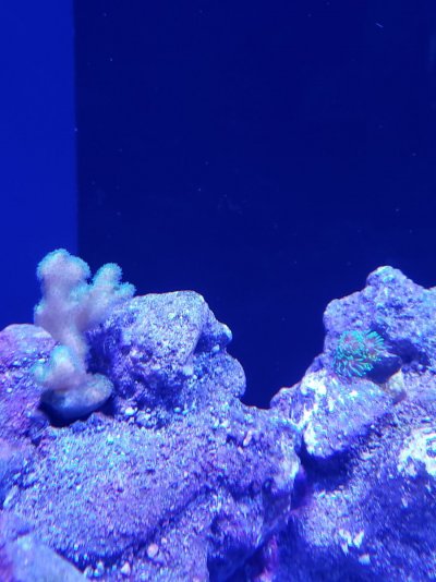 Reef (1).jpg