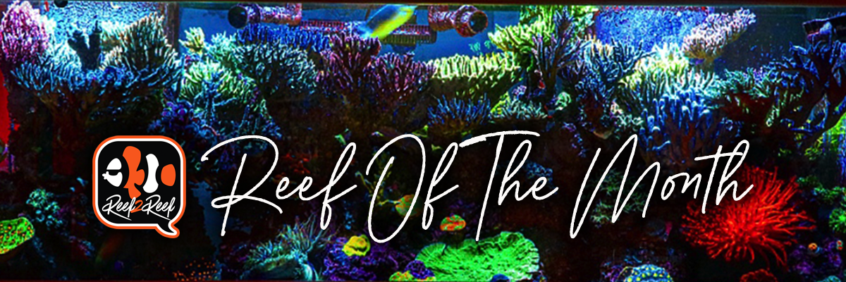 Reef of the month header.png