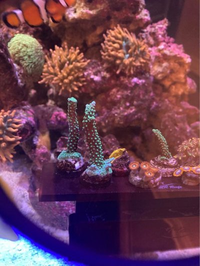 Coral nems.jpg