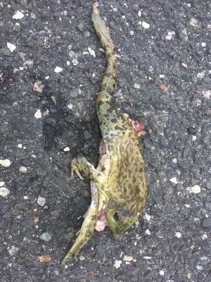 Dead Frog.jpeg