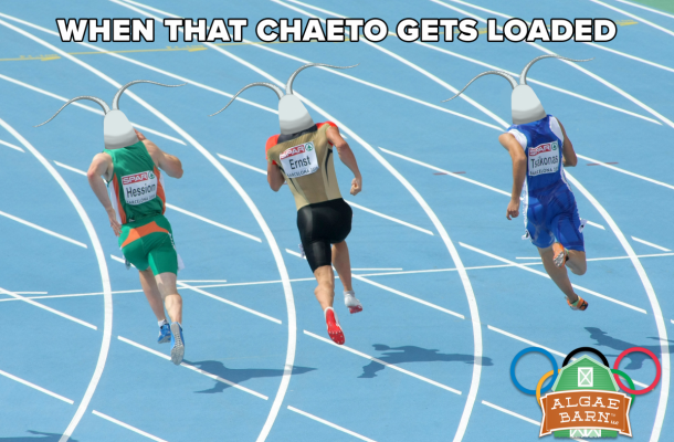 Chaeto runners.png