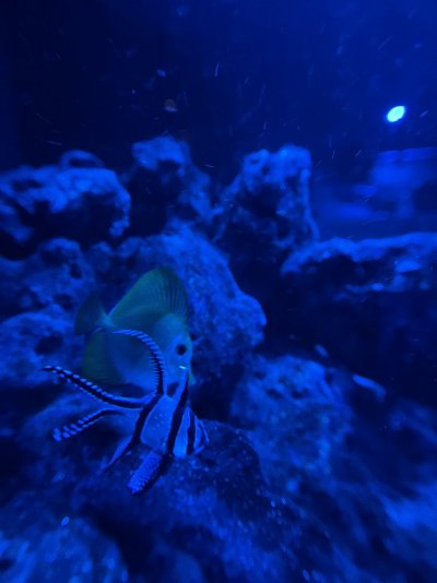 IMG_1591.JPG