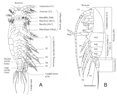 External-morphology-of-calanoid-copepods-diagram-of-an-adult-female-A-ventral-view.png