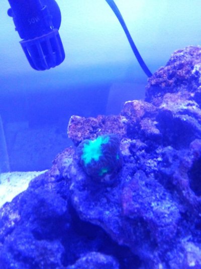 reff2reef1.jpg reff2reef1.jpg