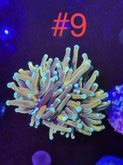 64DF7041-A684-4561-A19B-58B9629B1F84.jpeg 64DF7041-A684-4561-A19B-58B9629B1F84.jpeg