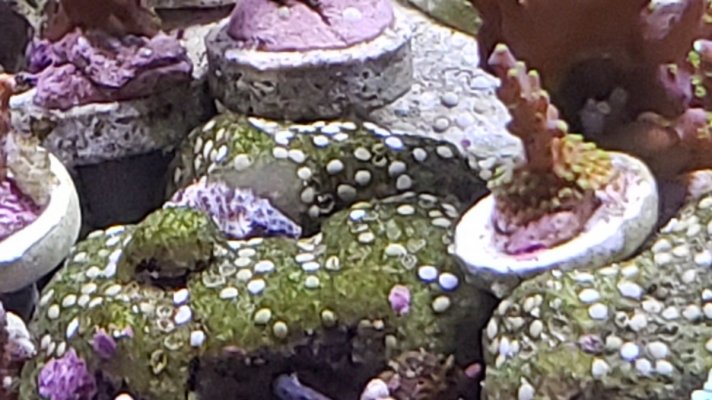 spots on rocks.jpg spots on rocks.jpg