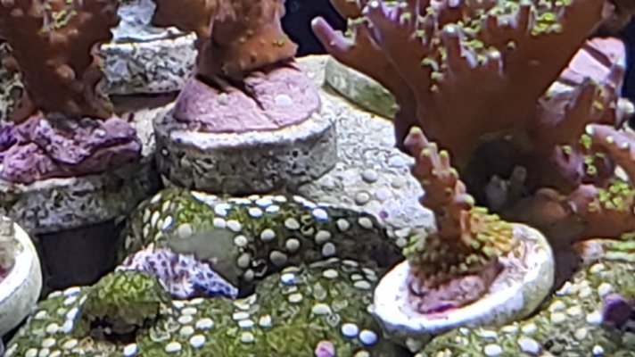 spots on rock1.jpg spots on rock1.jpg