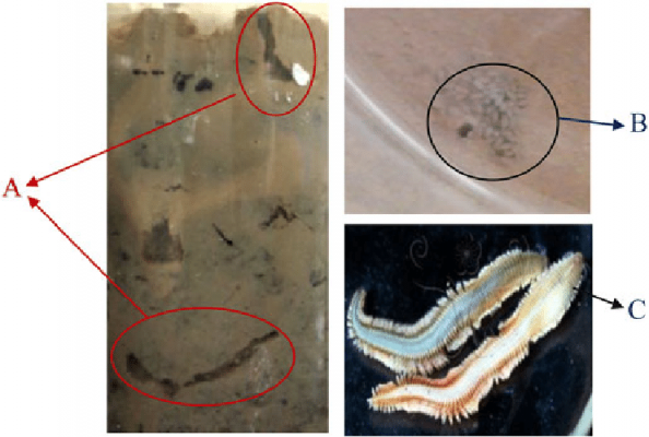 Burrows-in-sediment-A-fecal-pellets-around-the-burrow-opening-B-and-polychaete.png