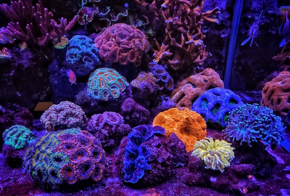 corals-01 copy.jpg