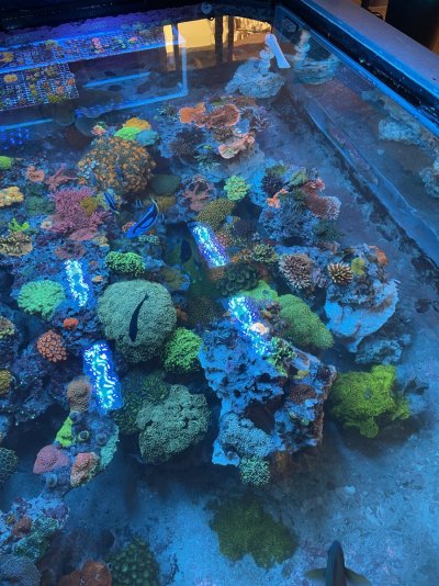 my reef.jpg