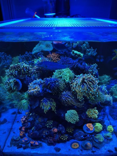 1778D6BB-F2E7-47BB-8F4A-8EB56756CF32.jpeg 1778D6BB-F2E7-47BB-8F4A-8EB56756CF32.jpeg