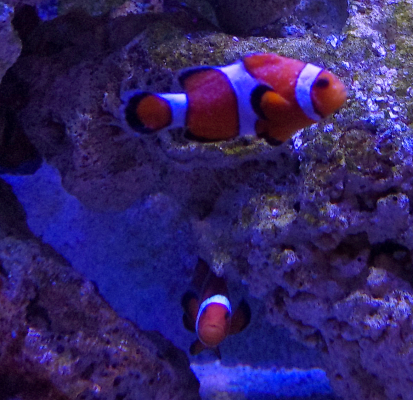 clownfish.png