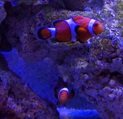clownfish.png clownfish.png