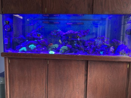 180g whole tank on 2021-09-13.JPG