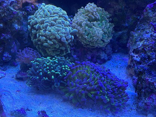 Hammer coral garden2.jpeg