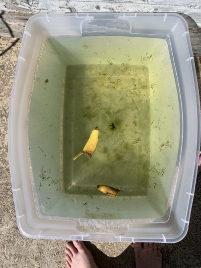 bin wTank water phyto n banana starter - 5 min in.JPG