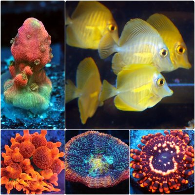 POTO's Auctions have some amazing corals and fish this week!