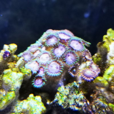 coral4.jpg
