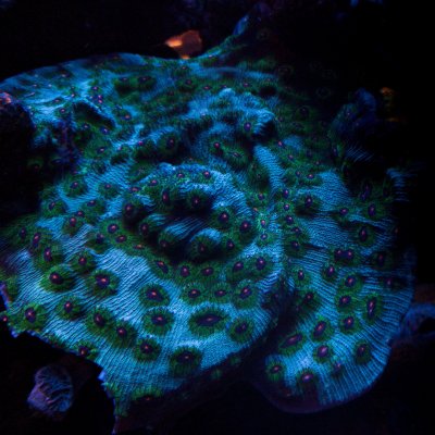 Corals - 14.jpg