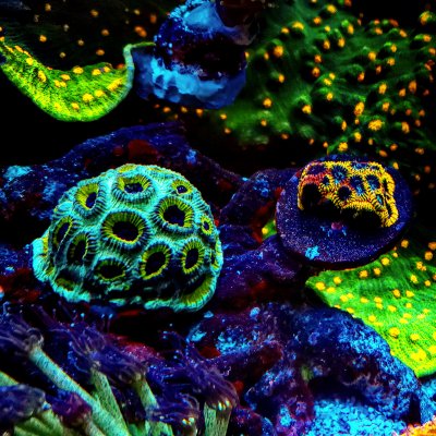 Corals - 10.jpg