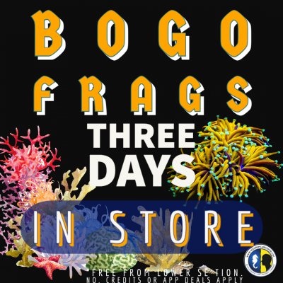 BUY ONE GET ONE FREE FRAGS ARE BACK AT ACC