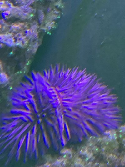 pincushion urchin red stripe line around body.JPG