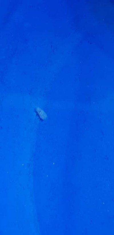Male gill isopod.jpg