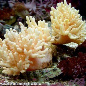 Mushroom Finger Leather Coral_Sinularia sp.jpg
