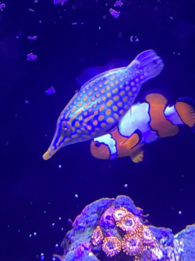 Orange spot filefish